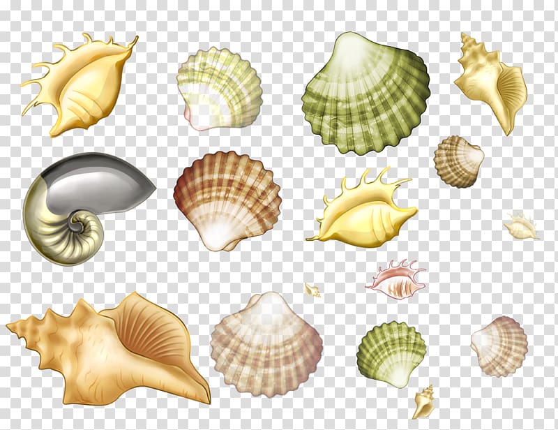 Mollusc shell Seashell Conchology Drawing Sea snail, seashell transparent background PNG clipart