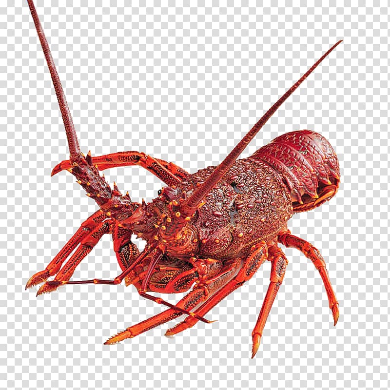 Western Australia Palinurus Lobster Crab Caridea, Australian fresh lobster transparent background PNG clipart