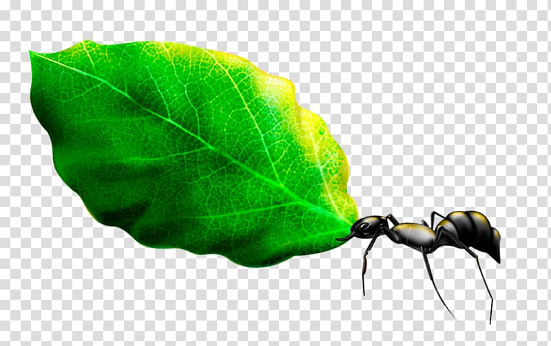 Ant Leaf , Ants and green leaves transparent background PNG clipart