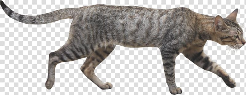 Wildcat Portable Network Graphics Adobe shop, Wild Cats transparent background PNG clipart