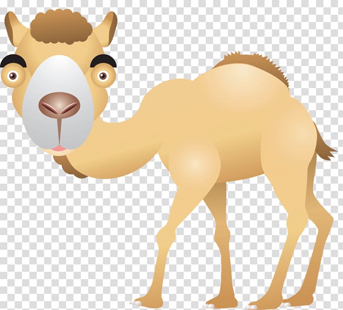 Dromedary , camel transparent background PNG clipart