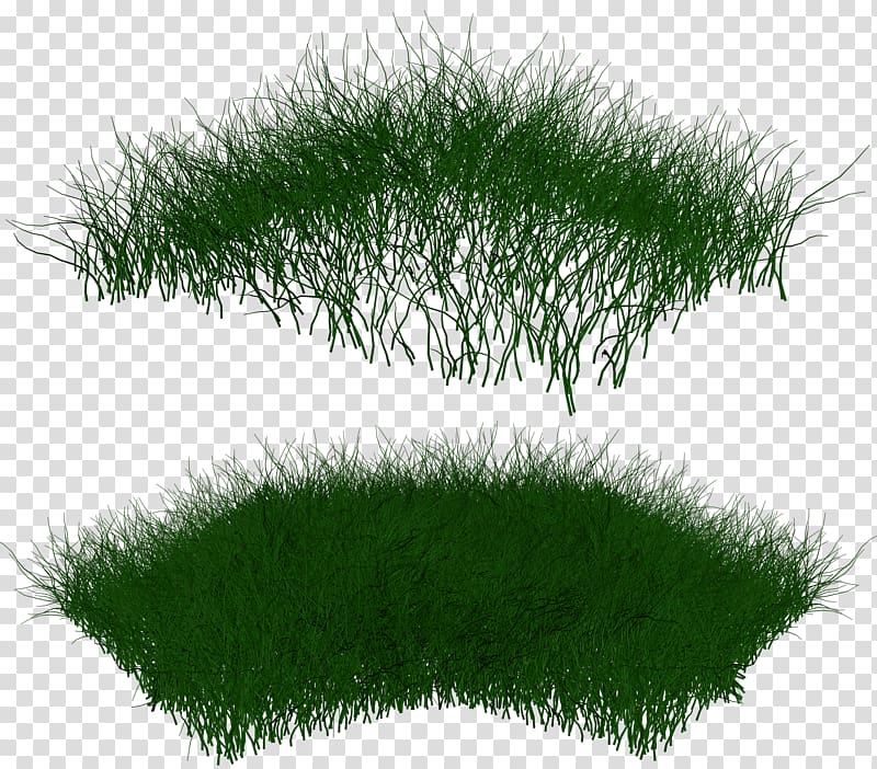 Grasses Lawn Ornamental grass , grass transparent background PNG clipart