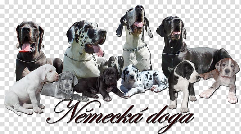 Great Dane Old Danish Pointer Dog breed American Hairless Terrier, world wide web transparent background PNG clipart