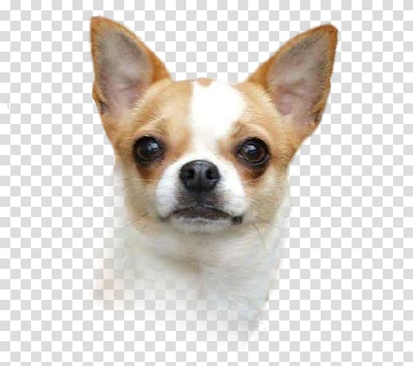 Corgi-Chihuahua Puppy Dog breed Companion dog, puppy transparent background PNG clipart
