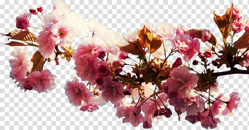 Cherry blossom Cut flowers Spring Floral design, cherry blossom transparent background PNG clipart