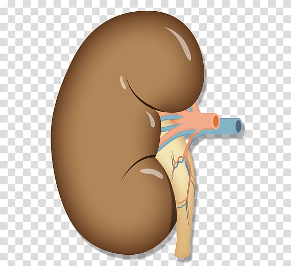 Organ Kidney transplantation Anatomy Arm, kidney transparent background PNG clipart