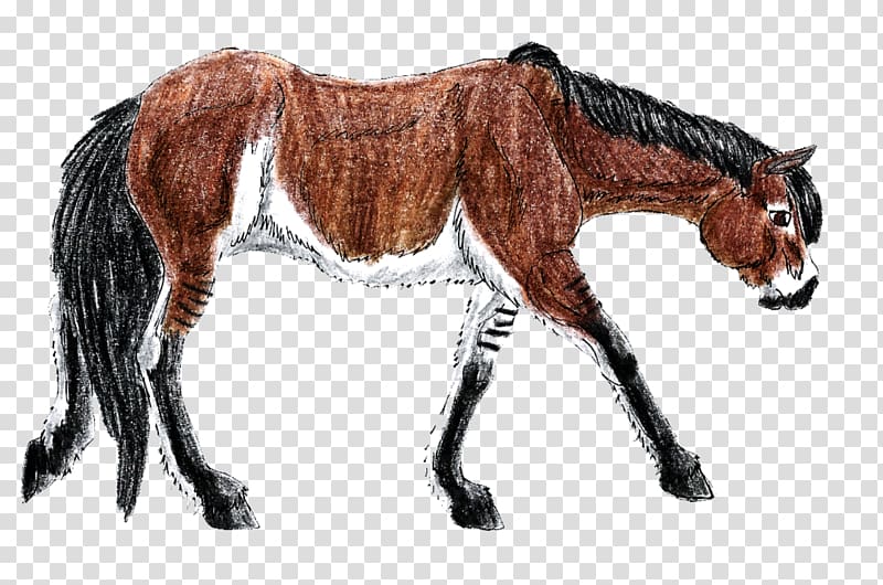 Mustang Mane Mare Foal Stallion, field of forget me nots transparent background PNG clipart