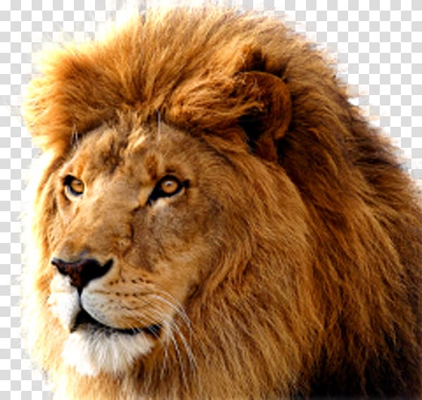 lions head transparent background PNG clipart