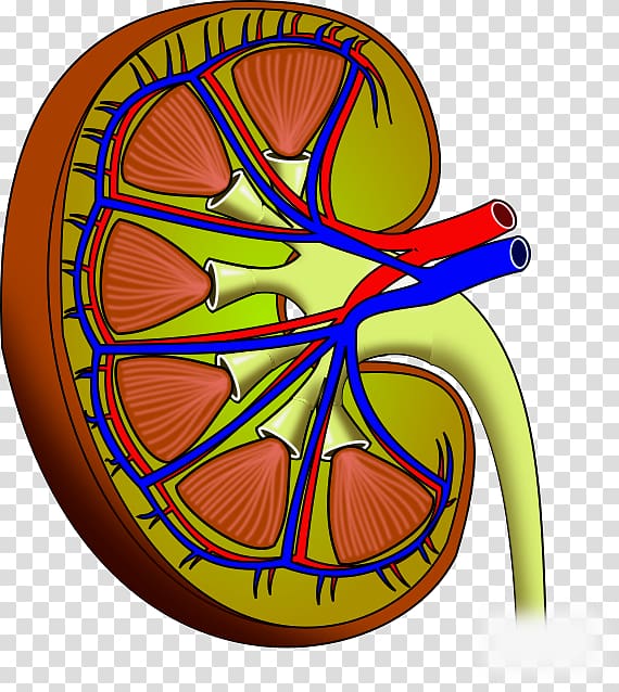 Kidney stone Chronic kidney disease Calculus, kidney transparent background PNG clipart