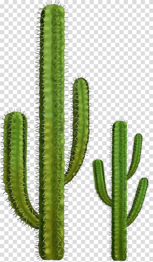 green cacti , Two Cactuses transparent background PNG clipart