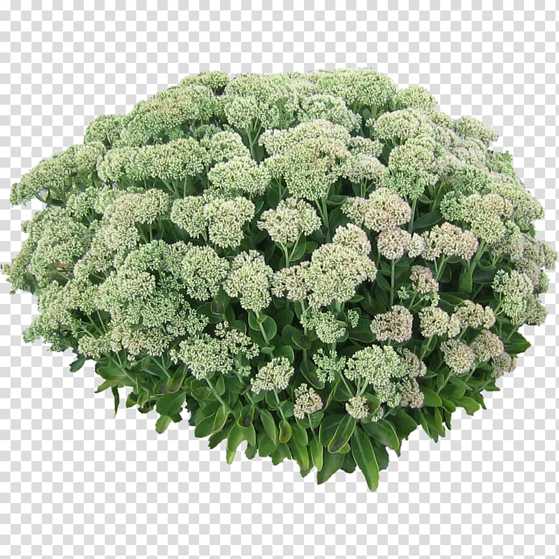 Shrub Plant Flower Tree, bush transparent background PNG clipart