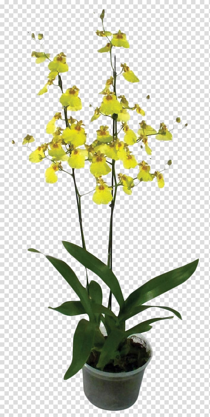 Flower Plant Dancing-lady Orchid Flores de corte Dendrobium, monstera transparent background PNG clipart