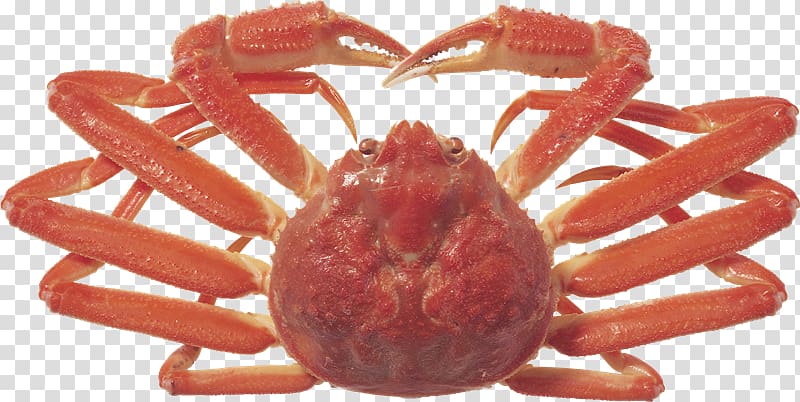 Dungeness crab King crab Freshwater crab Jumunjin, Gq transparent background PNG clipart