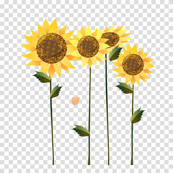 sunflower , Common sunflower Sunflower seed Sunflower oil Illustration, sunflower transparent background PNG clipart