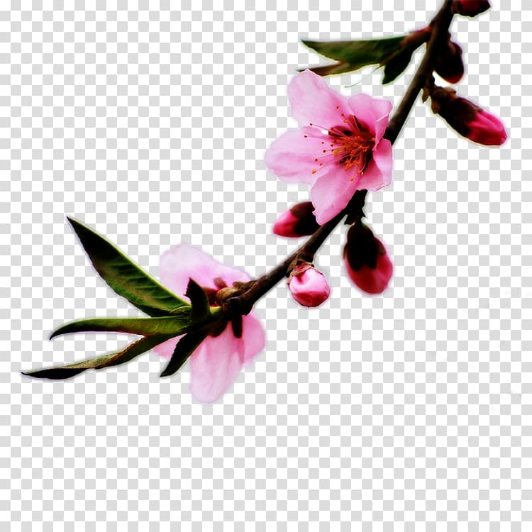 Blossom Petal Peach, Peach transparent background PNG clipart
