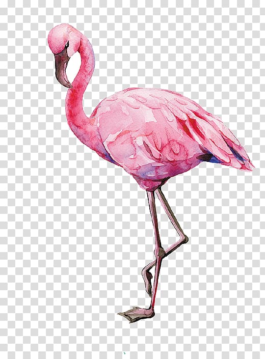 Flamingo Bird Watercolor painting Illustration , flamingo transparent background PNG clipart