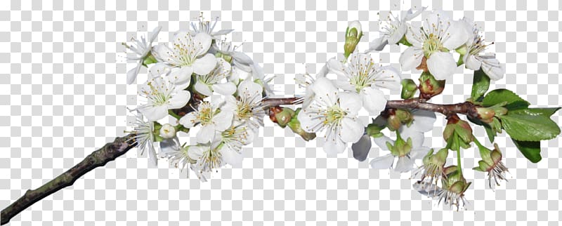Cut flowers Blossom , flower transparent background PNG clipart