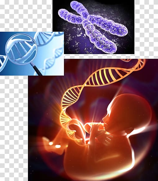 Human genome Genetics DNA, Errands transparent background PNG clipart