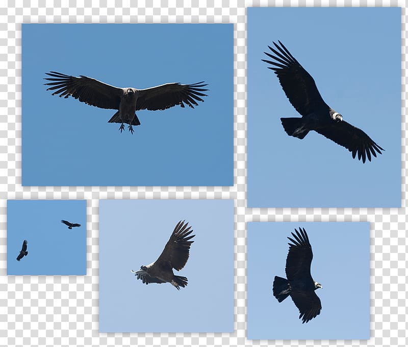 Andean condor Bird Turkey vulture Bald Eagle, Bird transparent background PNG clipart