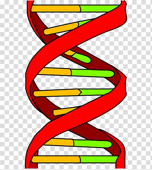 DNA profiling Computer Icons Genetics Genetic testing, DNA transparent background PNG clipart