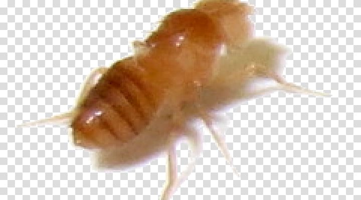 Termite Cockroach Insect Common fruit fly Nymph, fruit fly transparent background PNG clipart