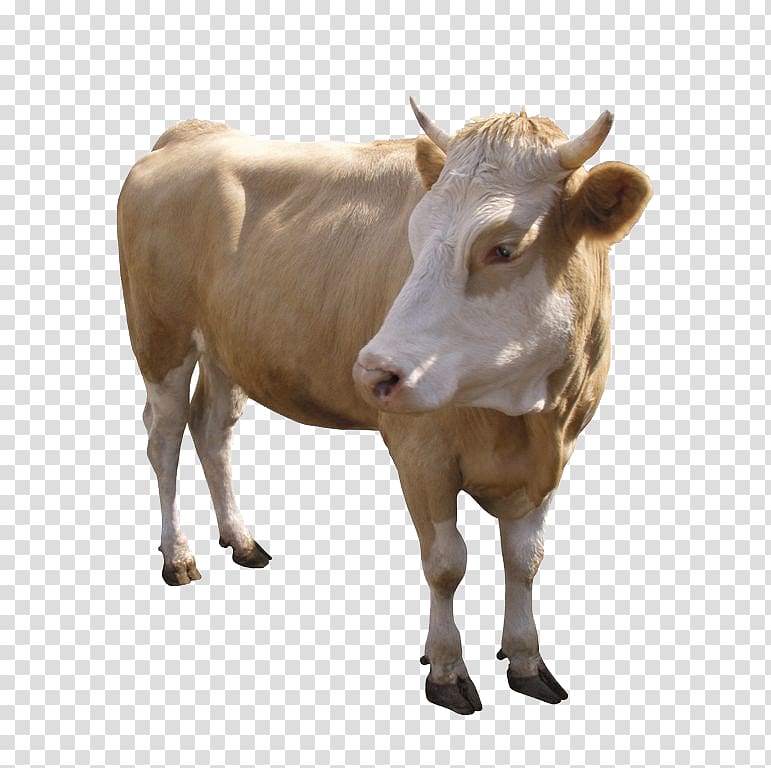 brown and whit ecow, Dairy cattle Zebu Calf Beef cattle Ox, sheep transparent background PNG clipart