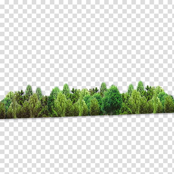 Forest Tree Computer file, forest transparent background PNG clipart