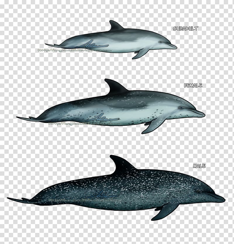 Spinner dolphin Striped dolphin Short-beaked common dolphin Wholphin Common bottlenose dolphin, dolphin transparent background PNG clipart