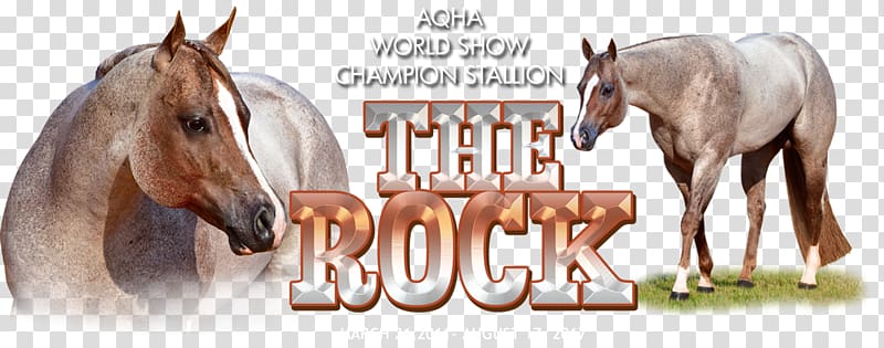 Mustang Stallion American Quarter Horse Association World Mare, Western Pleasure transparent background PNG clipart