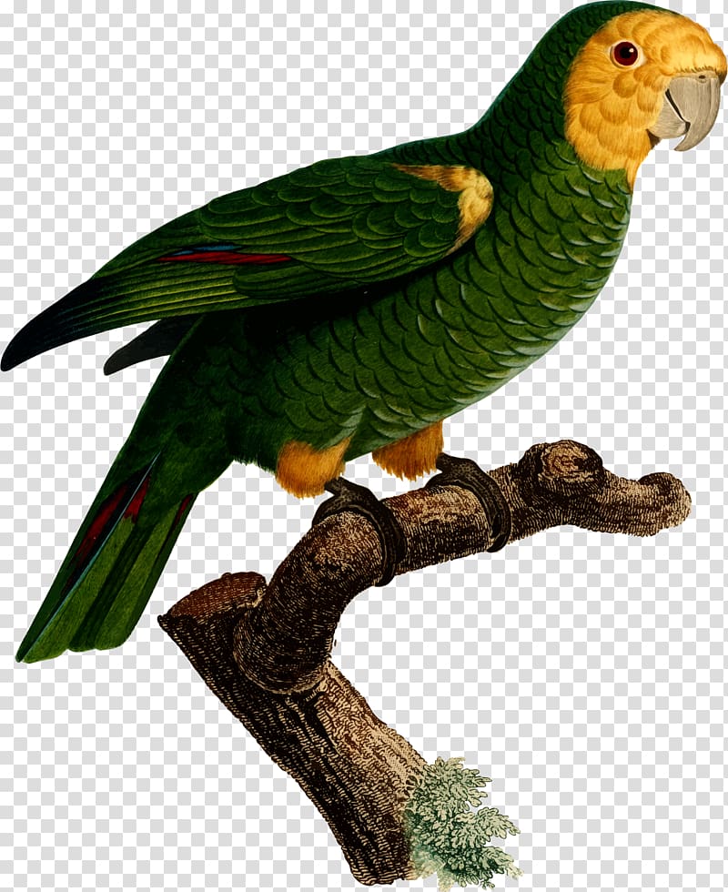Superb parrot Bird Macaw Parakeet, parrot transparent background PNG clipart