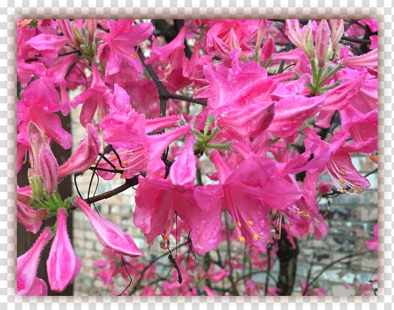 Azalea Flora Rhododendron Subshrub Pink M, others transparent background PNG clipart