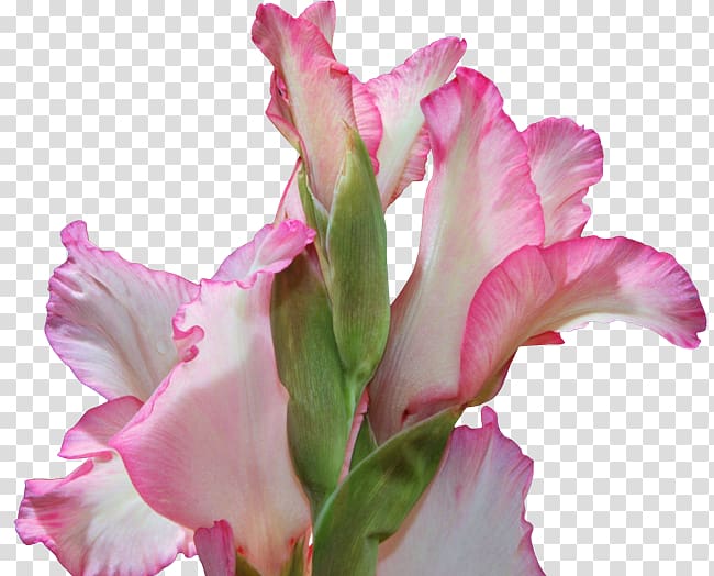 Gladiolus Cut flowers Cattleya orchids Pink M Plant stem, gladiolus transparent background PNG clipart
