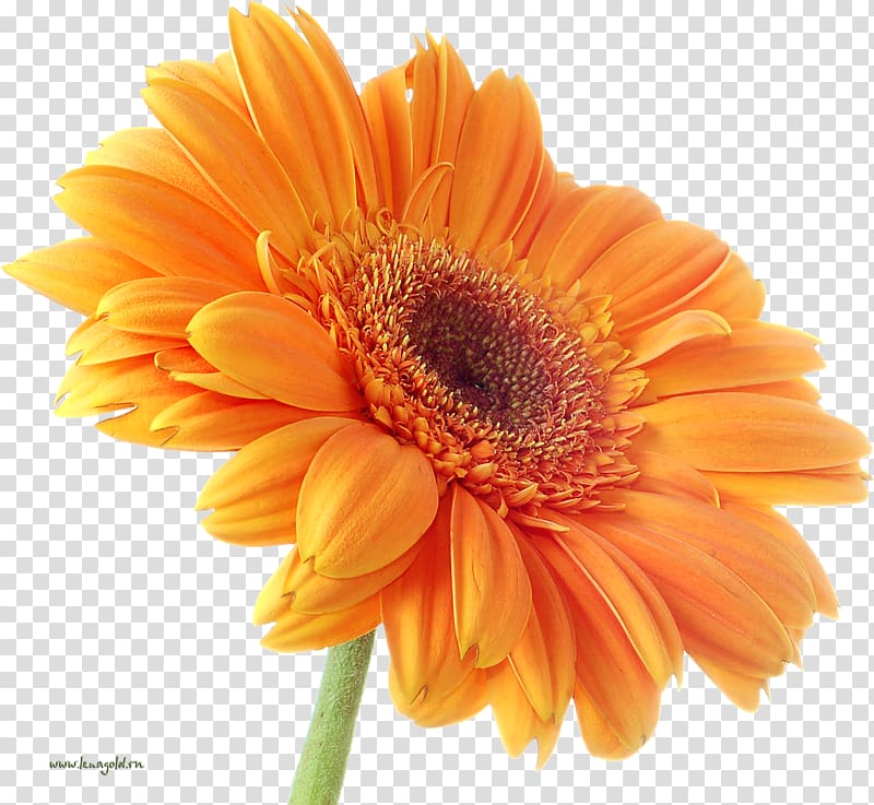 Transvaal daisy Orange .xchng Flower bouquet, orange transparent background PNG clipart