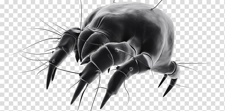 House dust mites Cockroach Pest, cockroach transparent background PNG clipart