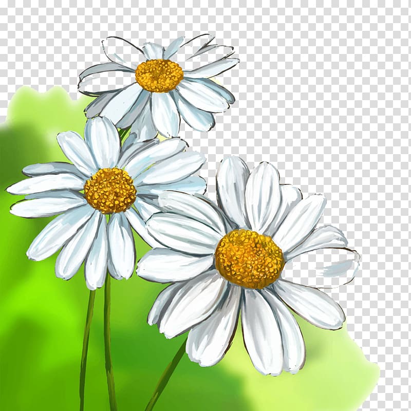 white daisy flowers, Common daisy Drawing illustration Illustration, Watercolor chrysanthemum transparent background PNG clipart