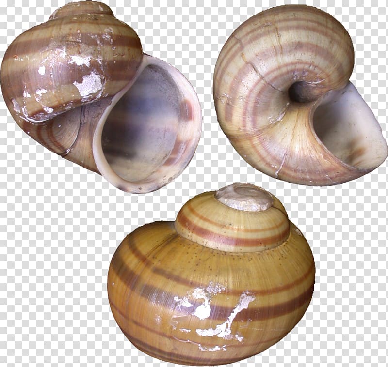 Baltic macoma Gastropods Snail Operculum Pomacea maculata, Snail transparent background PNG clipart