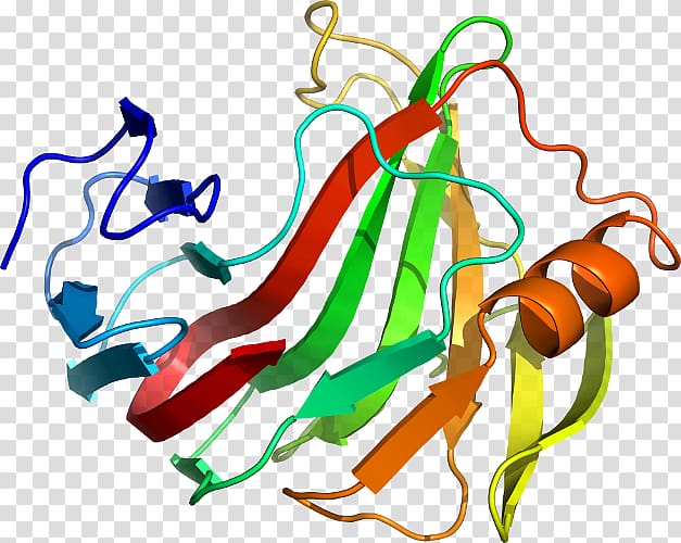 E2F4 Protein Gene expression Transcription factor, transparent background PNG clipart