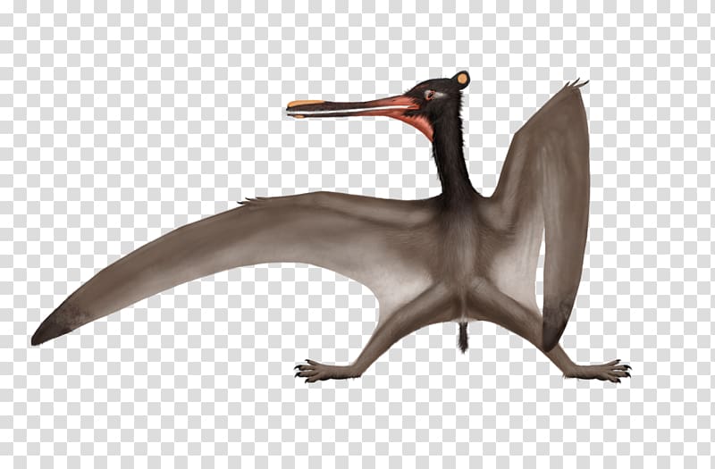 Cathayopterus Ctenochasma Feilongus Pterodaustro Nemicolopterus, pterosaur transparent background PNG clipart