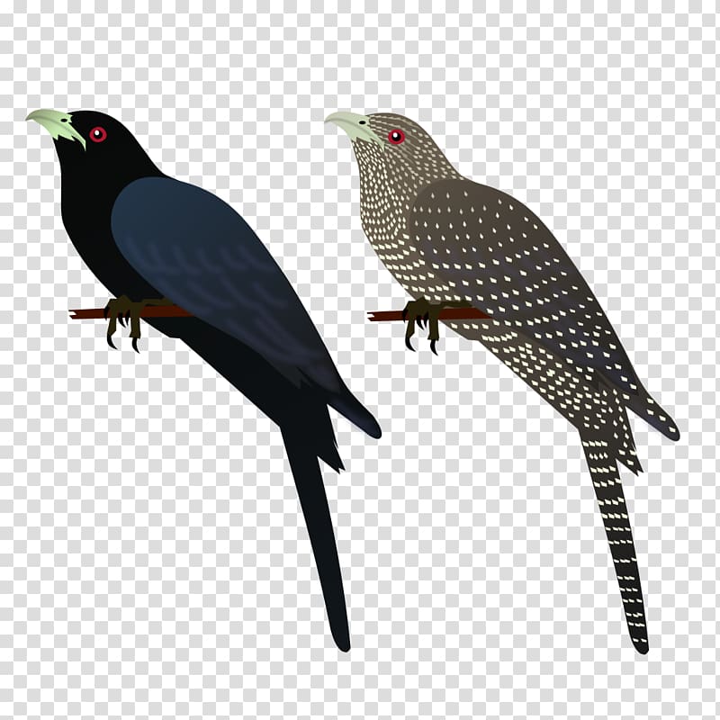 Asian koel Bird House crow Common myna , asian transparent background PNG clipart