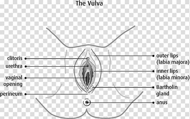 The Vulva: Anatomy, Physiology, and Pathology Vagina Female reproductive system, venereal disease transparent background PNG clipart