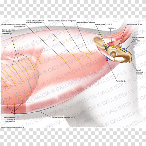 Muscle Cat anatomy Muscular system Pelvis, superficial temporal nerve transparent background PNG clipart