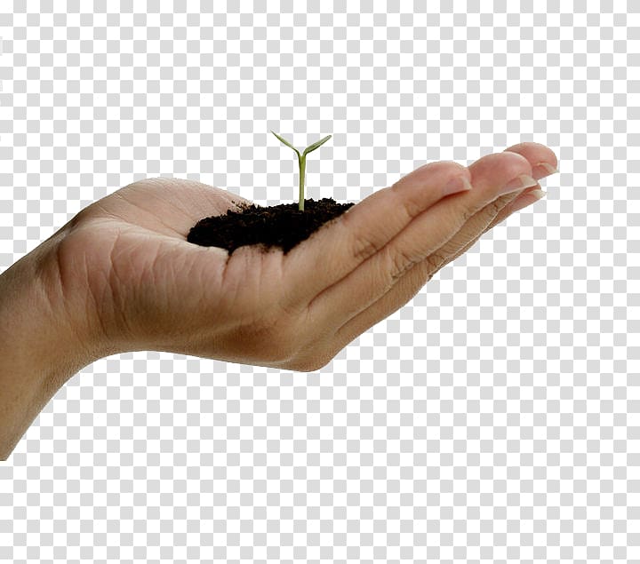 Hand Seedling Green Shoot Finger, Holding green plants transparent background PNG clipart