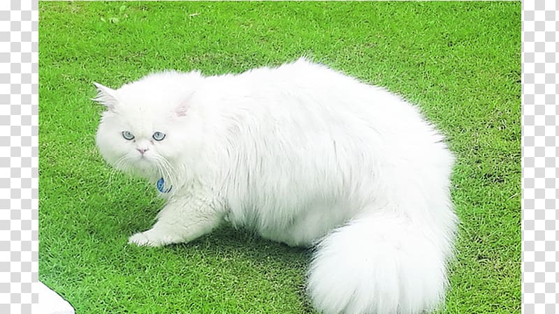 Persian cat Asian Semi-longhair British Semi-longhair Kitten Domestic long-haired cat, kitten transparent background PNG clipart