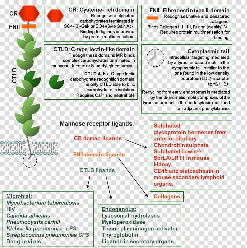 C-type lectin Endothelium Science Phagocyte Mannose, others transparent background PNG clipart