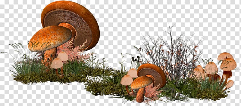 Mushroom , Cartoon grass mushroom forest decoration pattern transparent background PNG clipart
