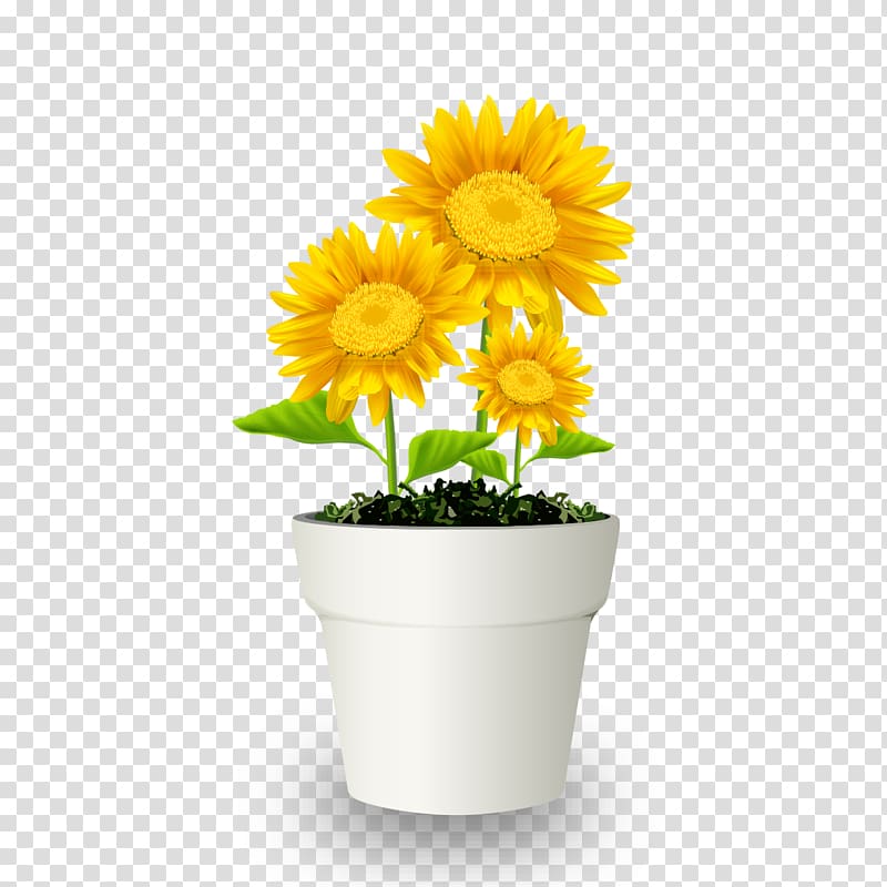 Chrysanthemum Flowerpot Bonsai Transvaal daisy, Potted chrysanthemum transparent background PNG clipart