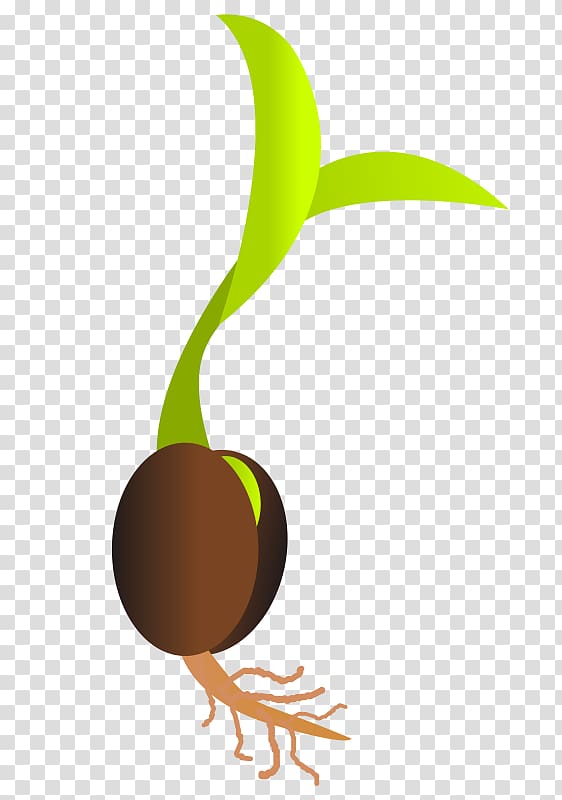 Seed Sprouting Germination , seeds transparent background PNG clipart