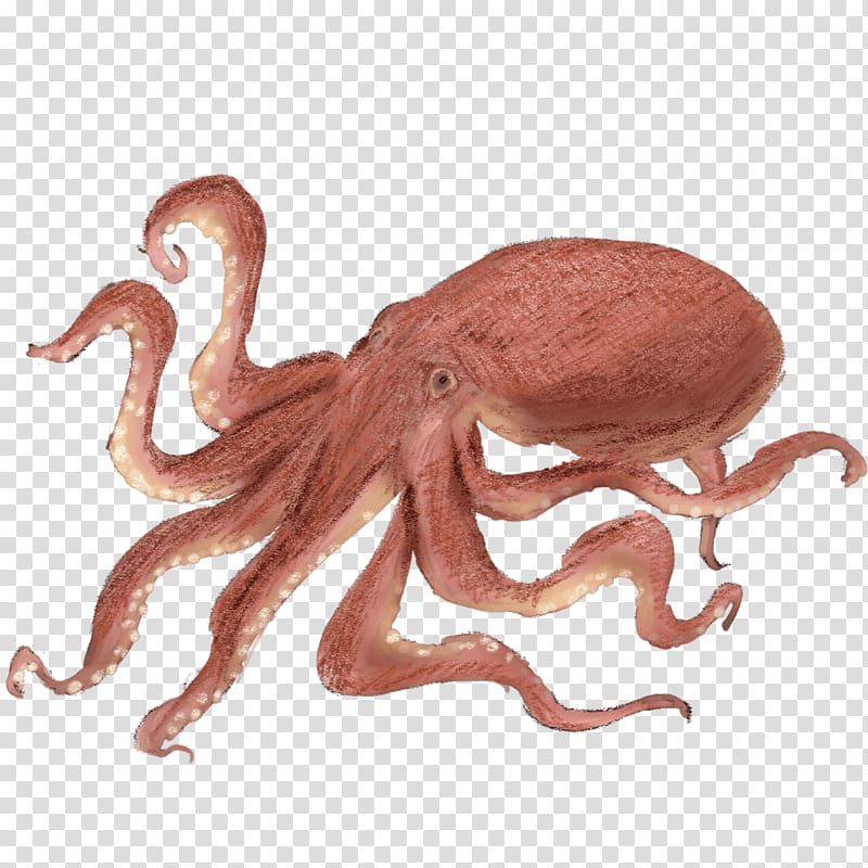 Octopus Takoyaki Gogo Yubari Squid, Tako transparent background PNG clipart