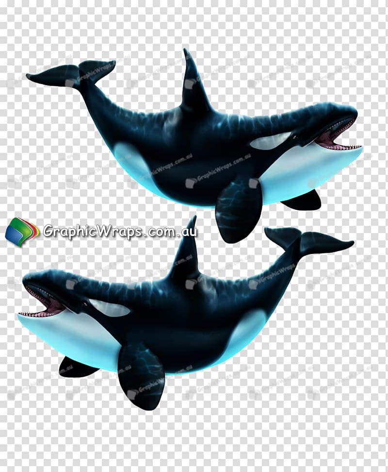 Common bottlenose dolphin Porpoise Marine mammal Cetacea, whale transparent background PNG clipart