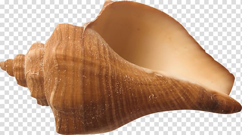 Shankha Seashell Conchology, conch transparent background PNG clipart